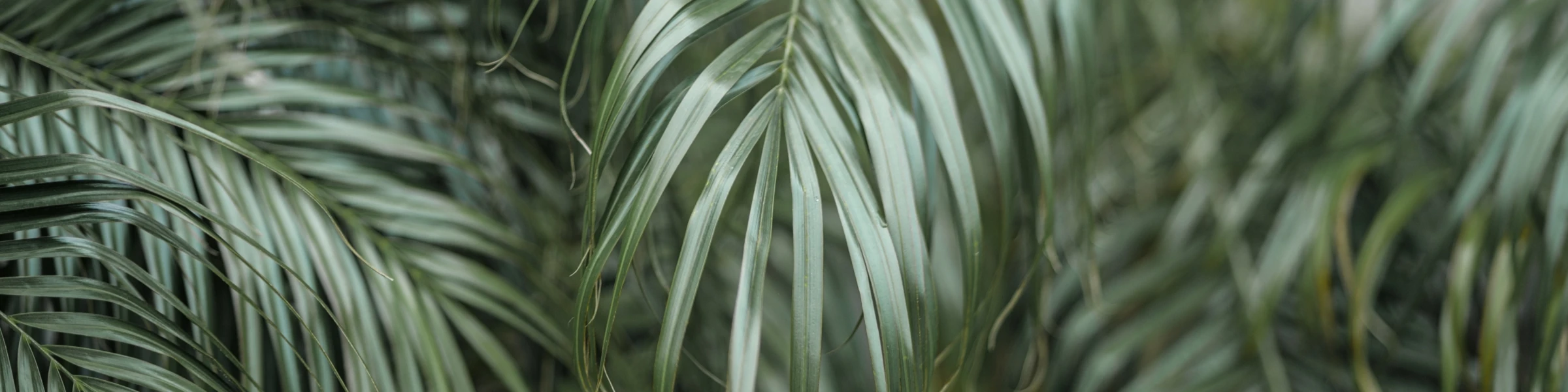 Banner image of karneg Design