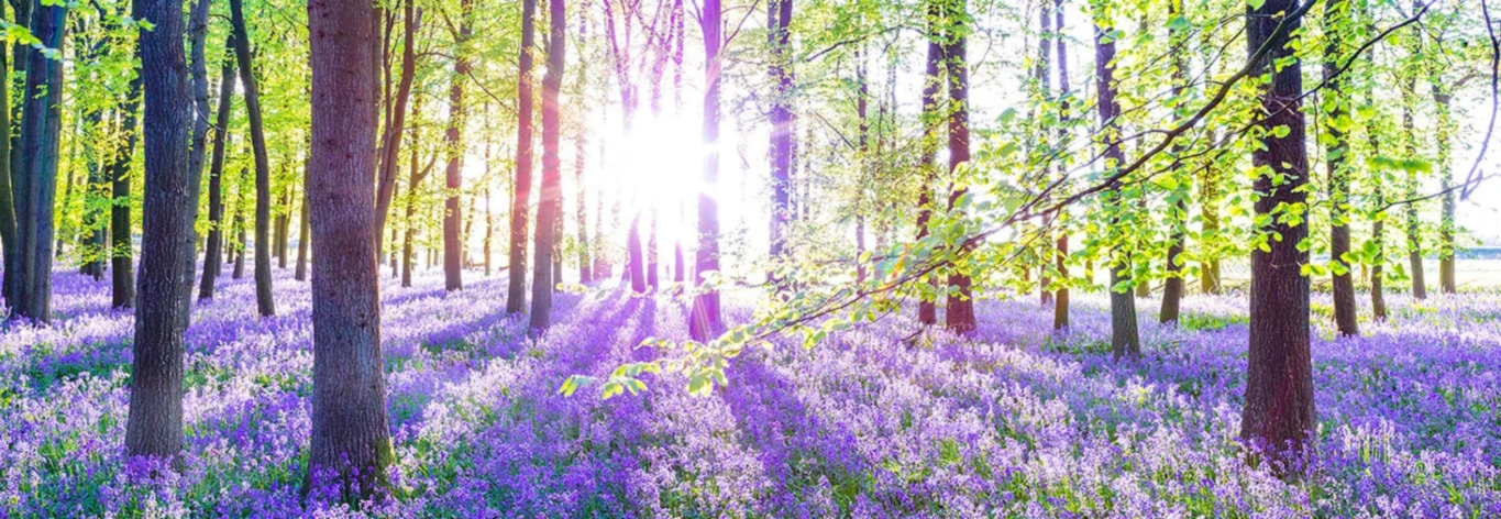 Banner image of The Manzanitas