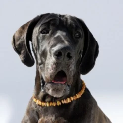 Bannerbild von Laima