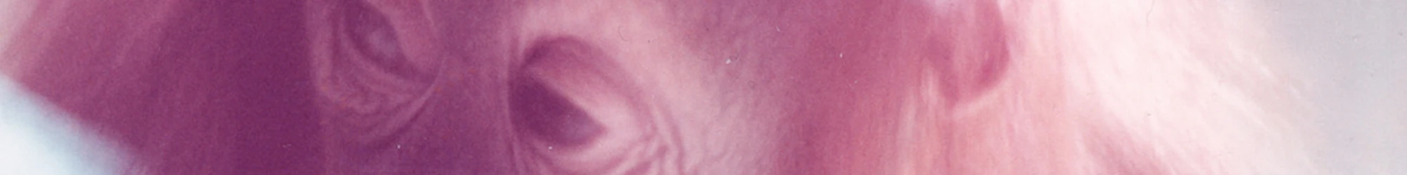 Bannerbild von bulgrin