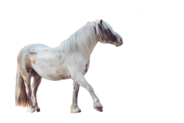 Banner image of Ponyschule Seelenpferdchen