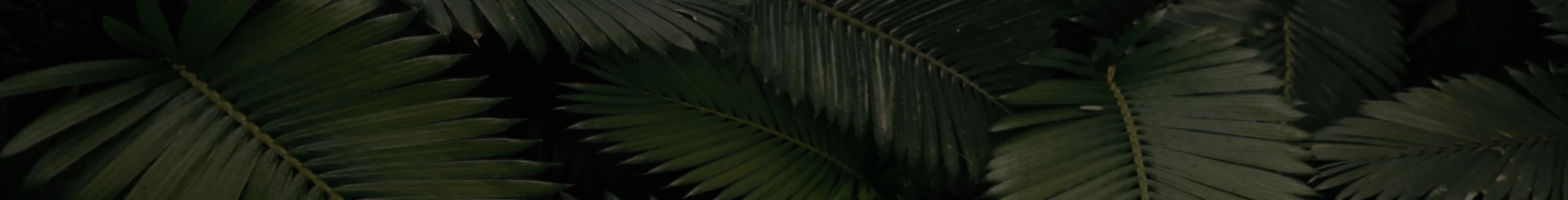 Banner image of 120473548