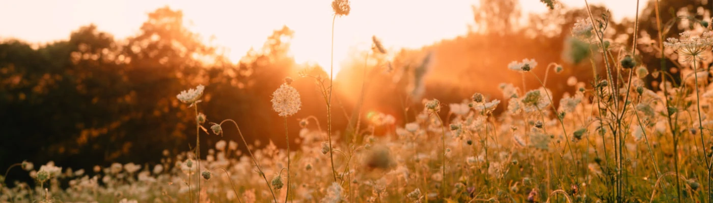 Banner image of Letoffe du lieu