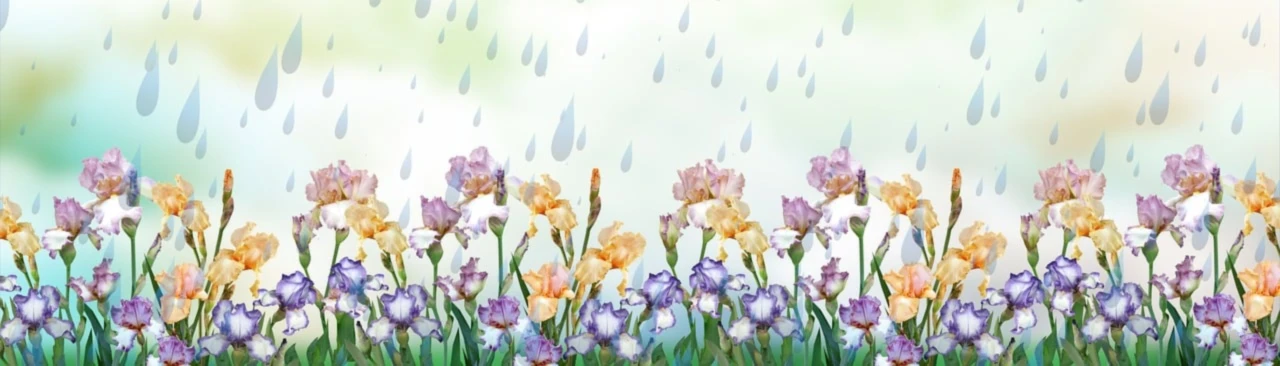 Bannière de Lila-Rose88