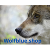 Wolfblue