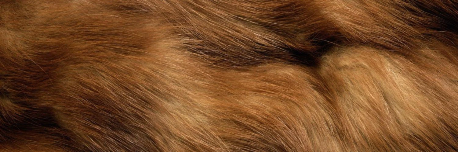 Bannerbild von Herr Fuchs Zurich