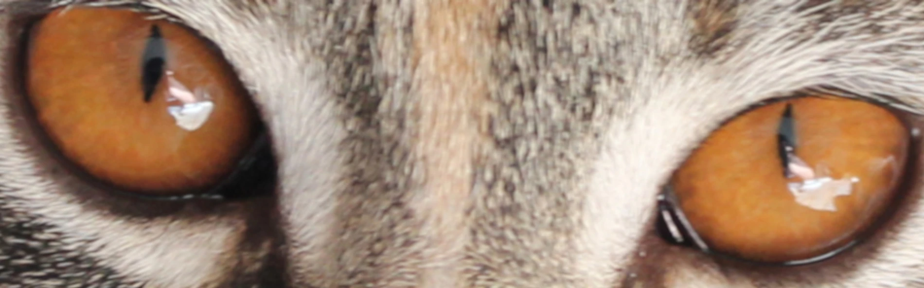 Bannerbild von Miezekatzenbande