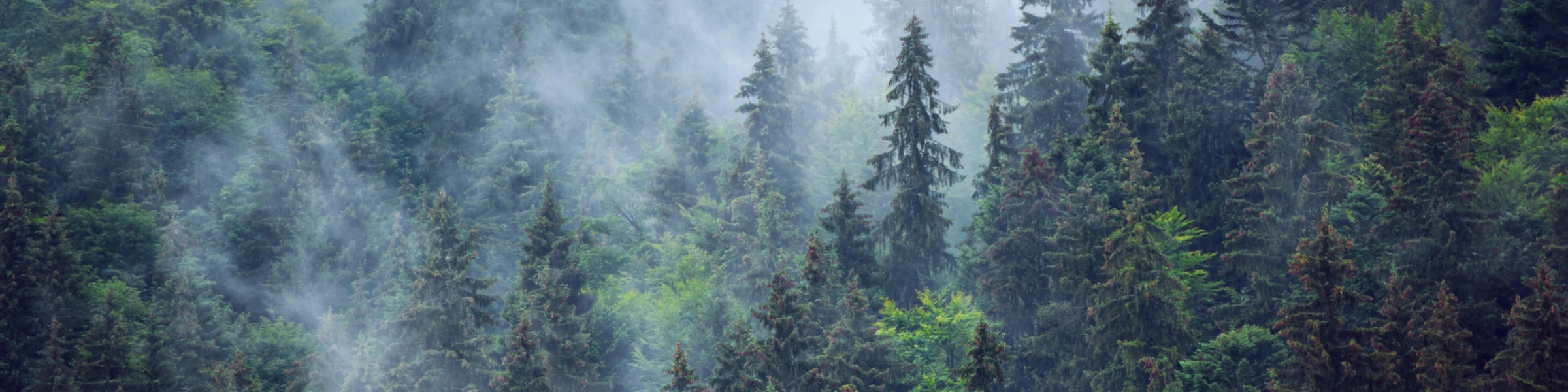 Banner image of hoffi4design