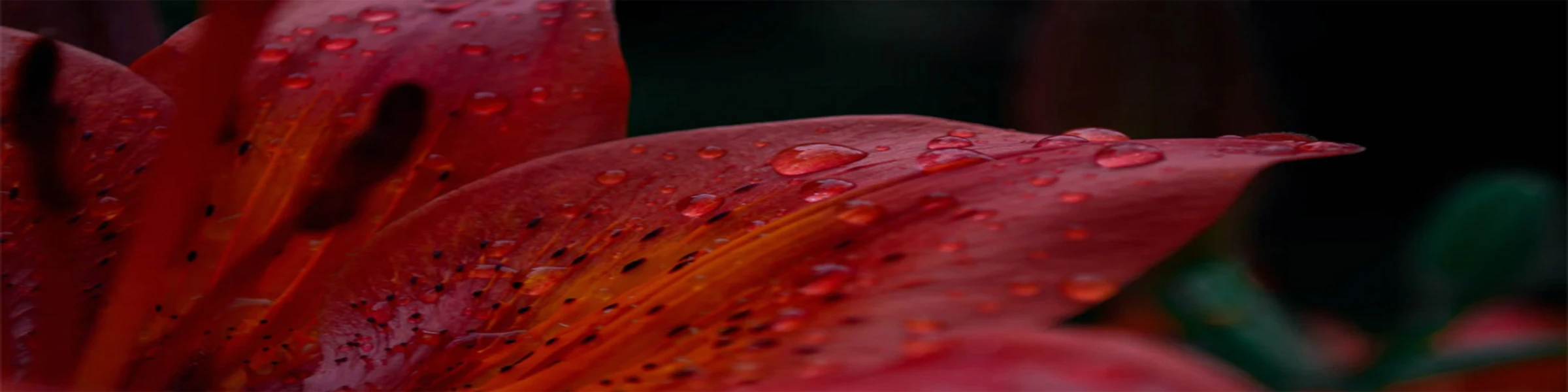 Banner image of RubisLys