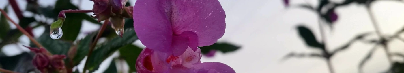 Banner image of Hope and Love