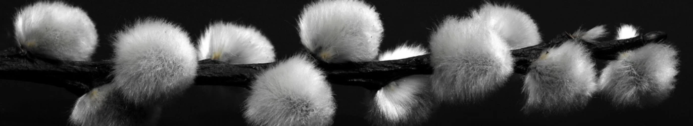 Banner image of mikels