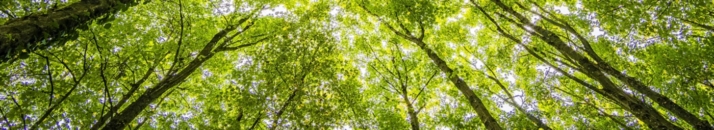 Bannière de ecolion