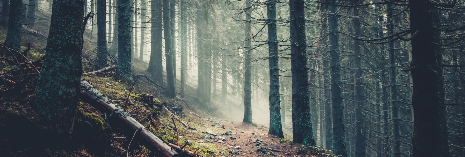 Banner image of Cervuselaphus