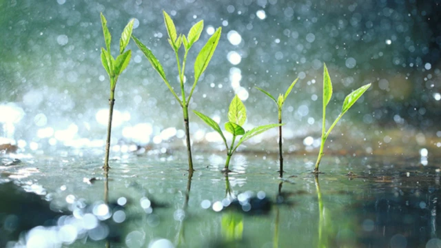 Banner image of Raphis Design Shop