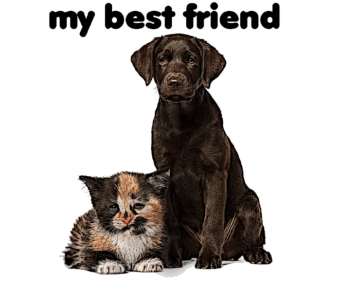 Bannerbild von my best friend