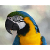 MedParrot