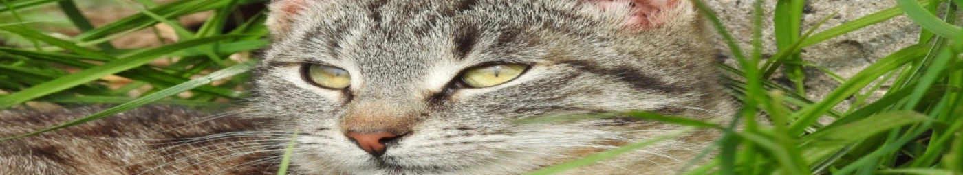 Bannière de Nature Tails