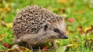 Bannière de fnkdesigns