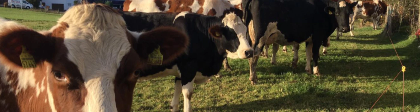 Bannerbild von Kuh-Design