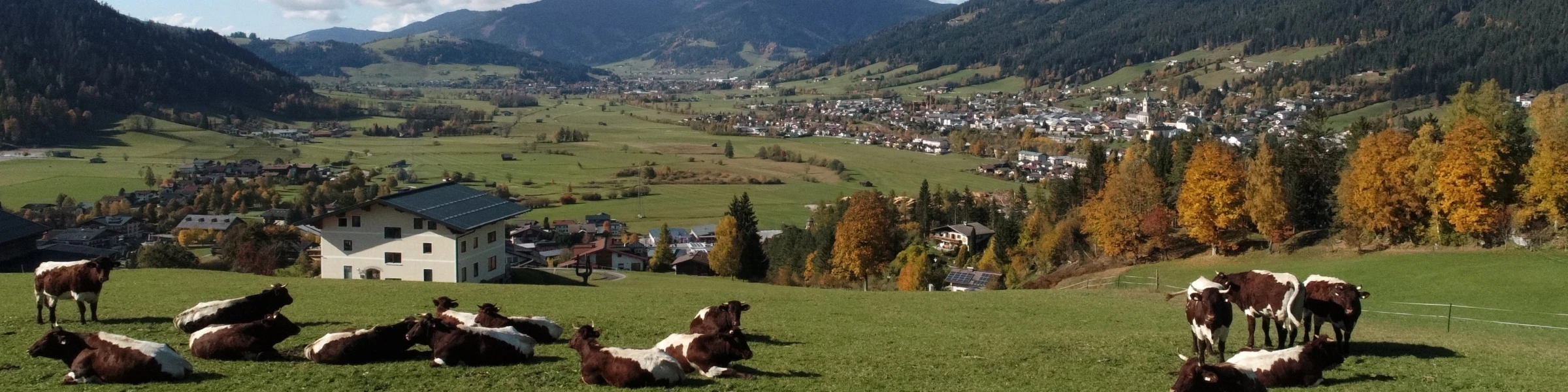 Bannerbild von Projekt Lebenslaenglich