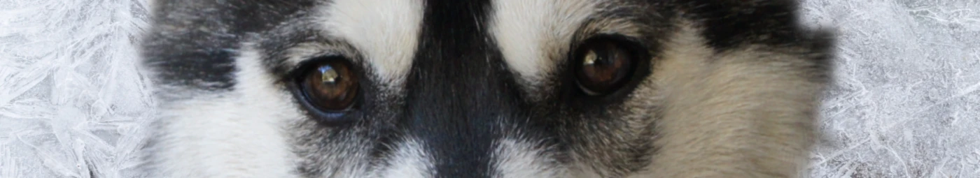 Banner image of ALASKAN MALAMUTE ADOPTION RESCUE TAIGA FRANCE