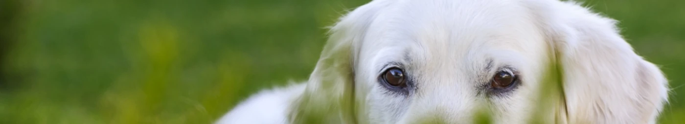 Bannière de DanaBandana