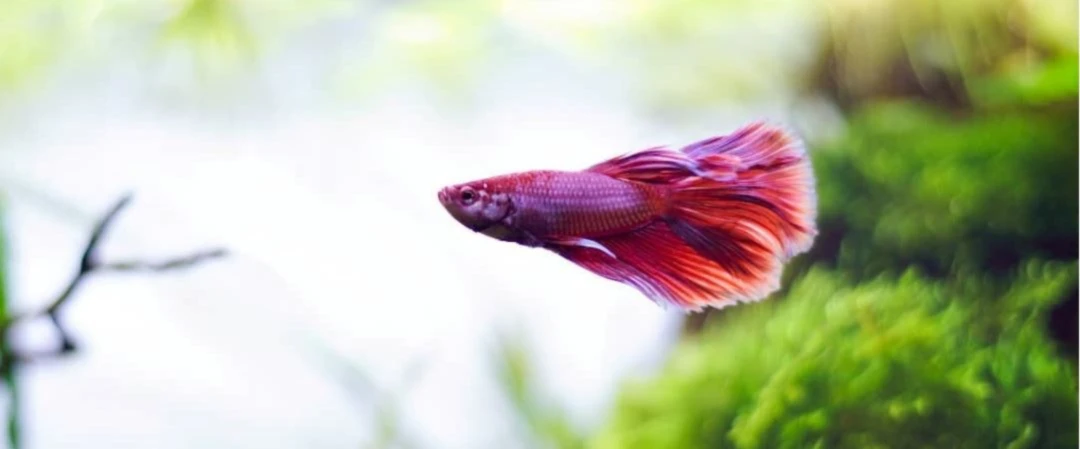 Banner image of Pani Akwarystka