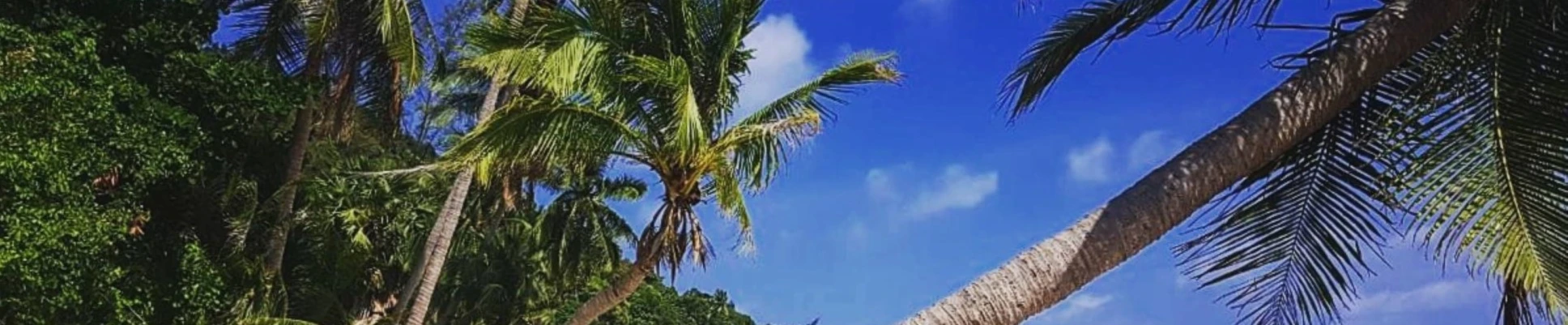 Banner image of Salty Designs