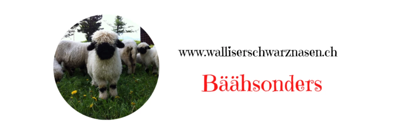 Bannerbild von Schwarznasenschaf