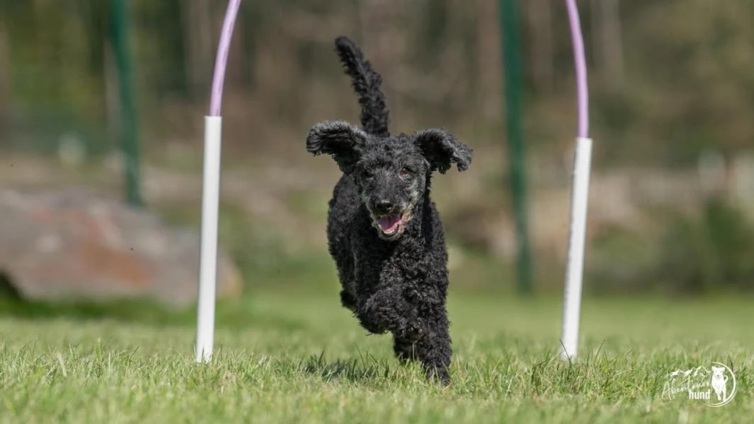 Bannière de Abenteuer Hund
