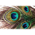 Niyama