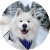 Wanderlust Samoyed
