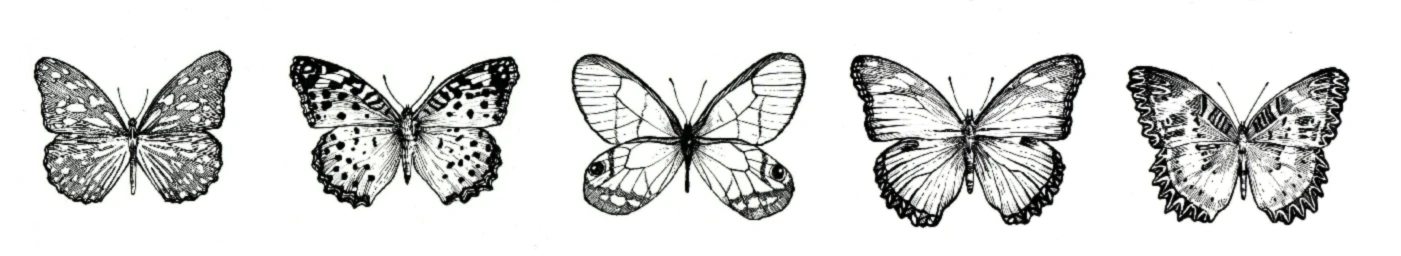 Bannière de BachoSka