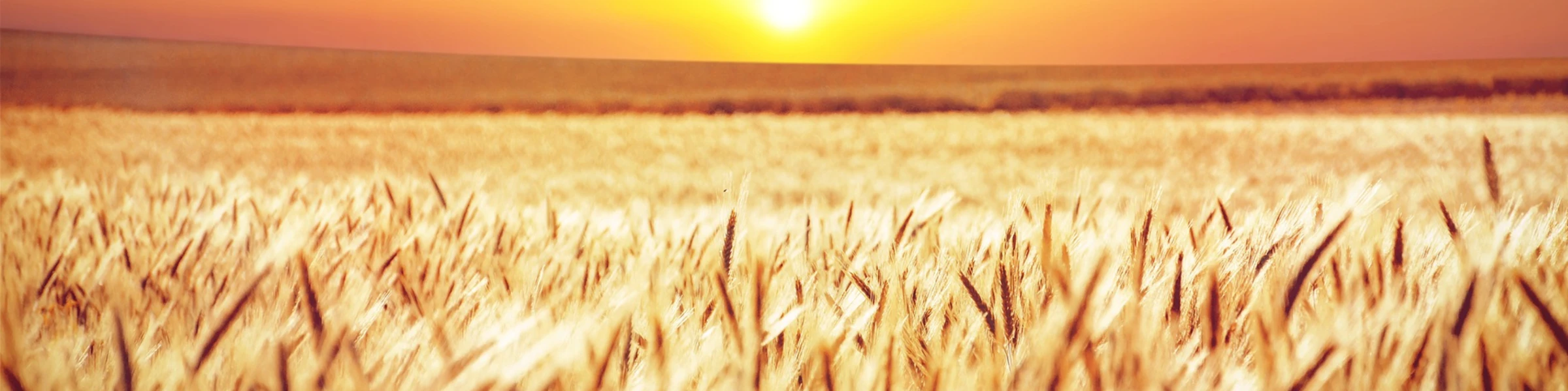 Bannerbild von Dorfschnack
