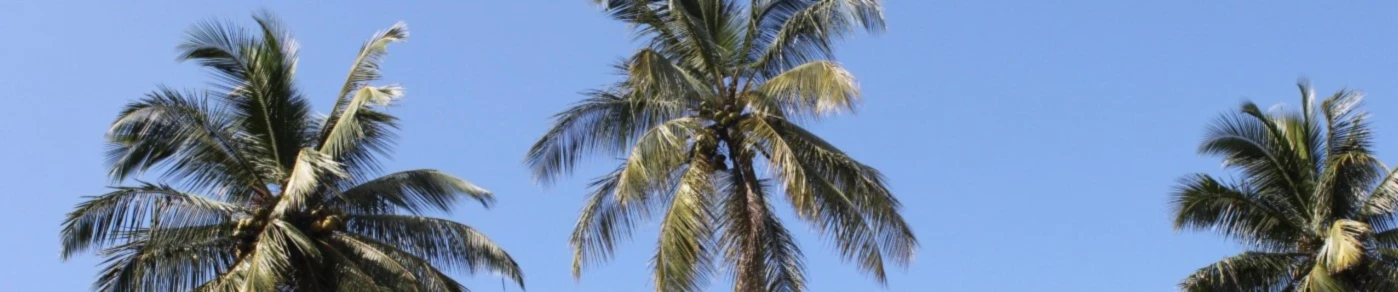 Banner image of Lilugu