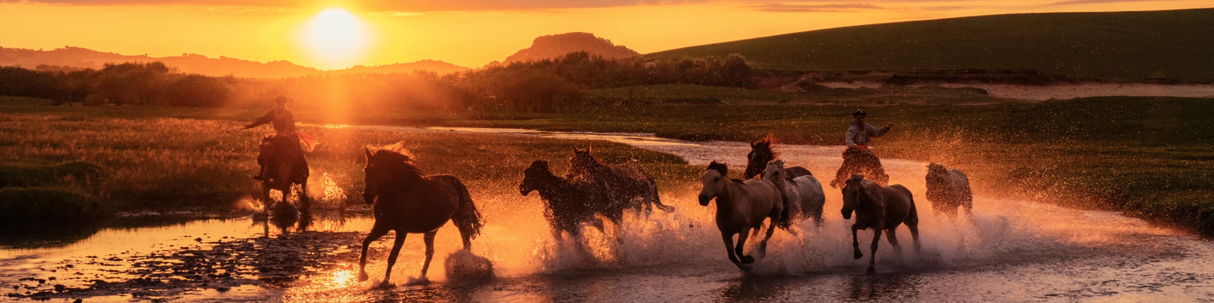 Banner image of pferdeverliebt