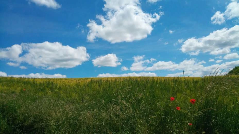 Banner image of Camille Case