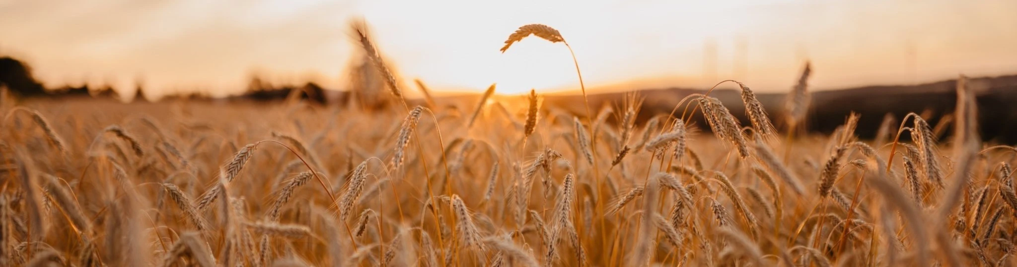 Banner image of Linaa