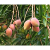 MangoTree