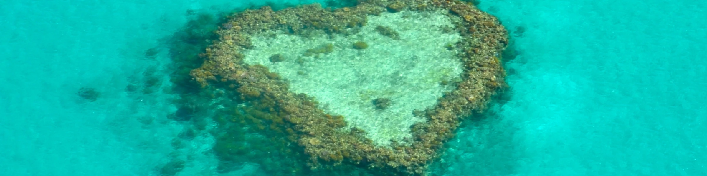 Banner image of lemoniadesign