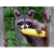 RawRaccoon