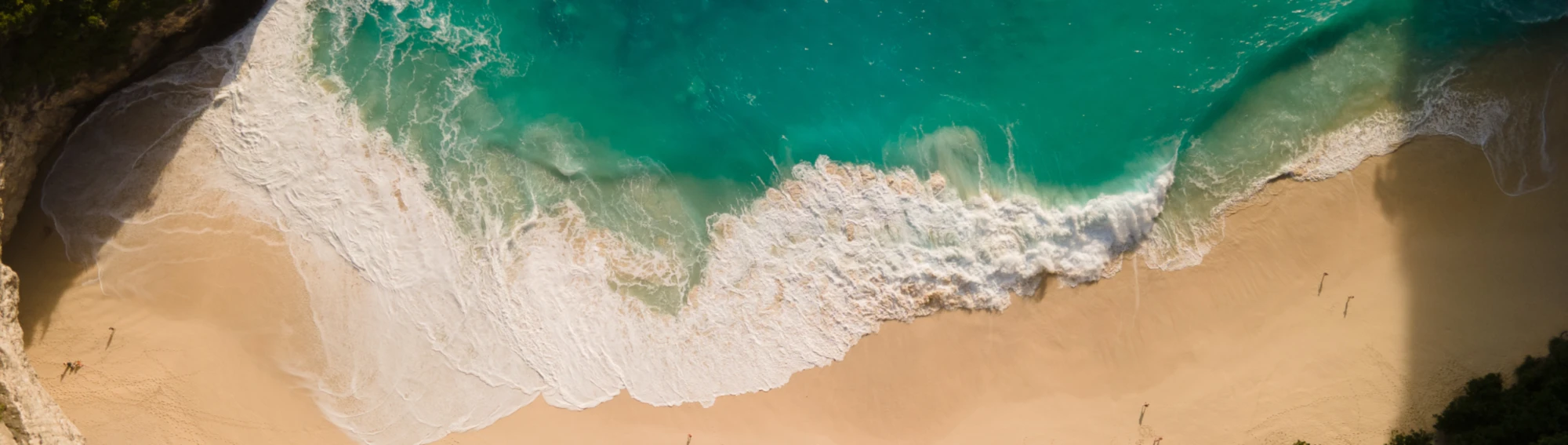 Banner image of Tropical Ts