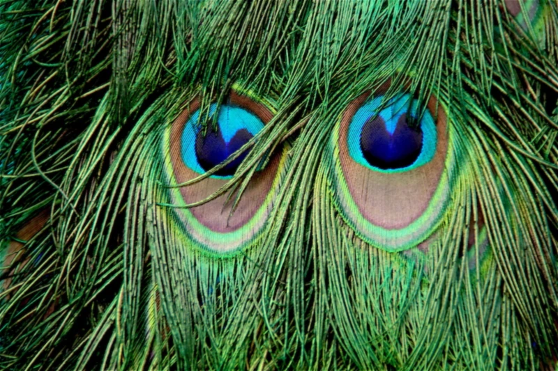 Bannerbild von Kuckmal