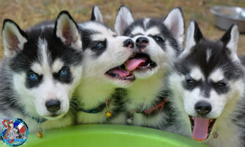 Banner image of Husky Passion