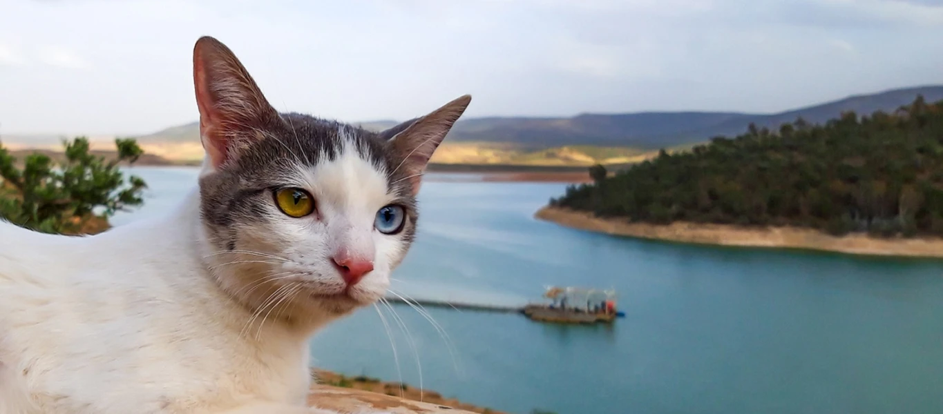 Bannière de MustAsign