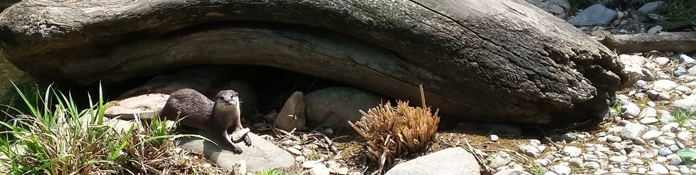 Banner image of FelixLutra