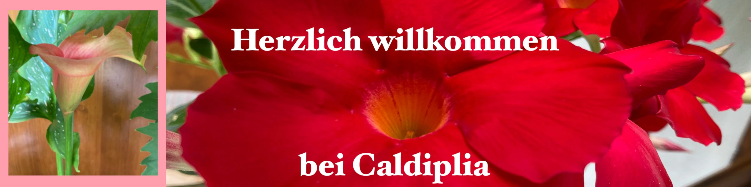 Bannerbild von Caldiplia