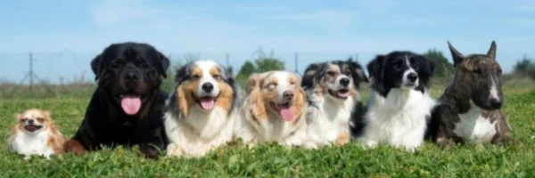 Banner image of Unsere lieben Tiere