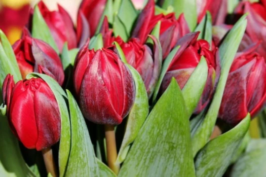 Banner image of bepintemali