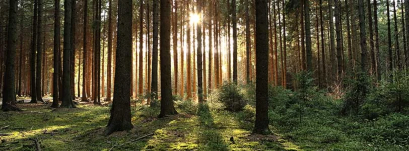 Banner image of Dark Star Alternative